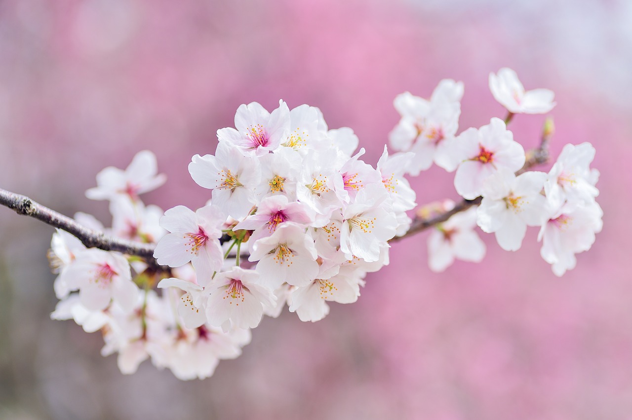 桜蔭に合格するにはスピードと正確さを磨き上げなければならない