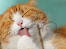 セキツイ動物の特徴。無セキツイ動物との違いって。分類を学びたい
